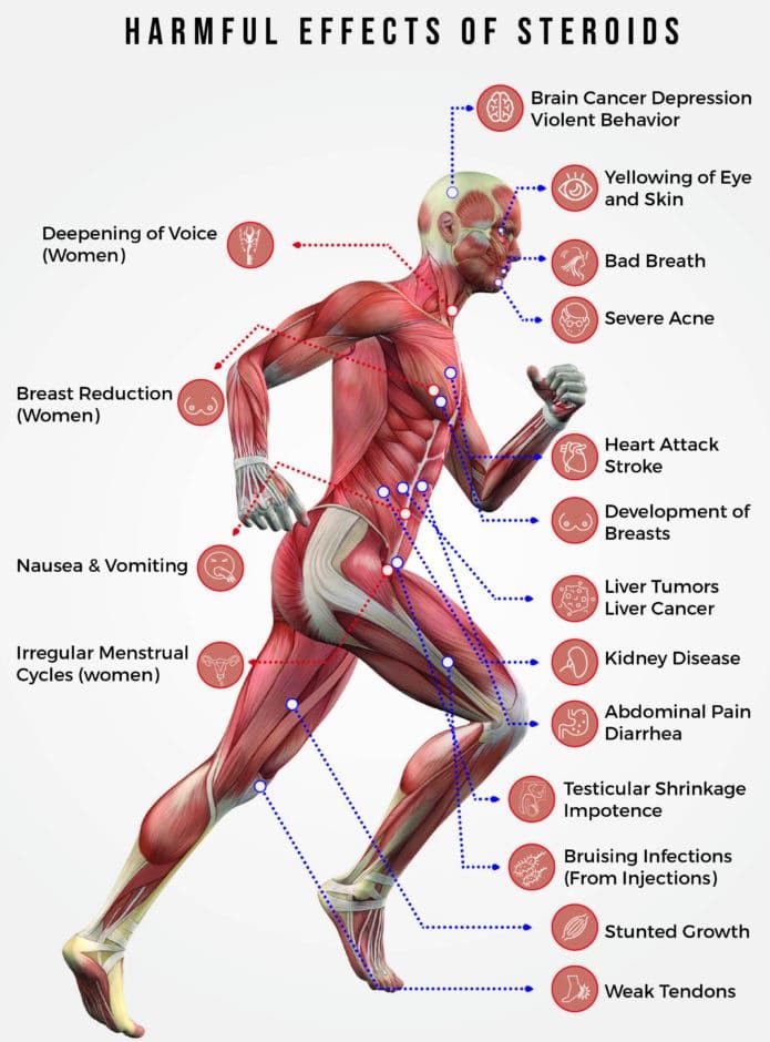 How Do Anabolic Steroids Work?