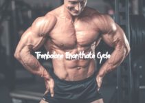 Trenbolone Enanthate Cycle